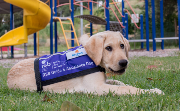 RSB Pup in Training, Disco, Named Discovery Holiday Parks' First Four-Legged ambassador.