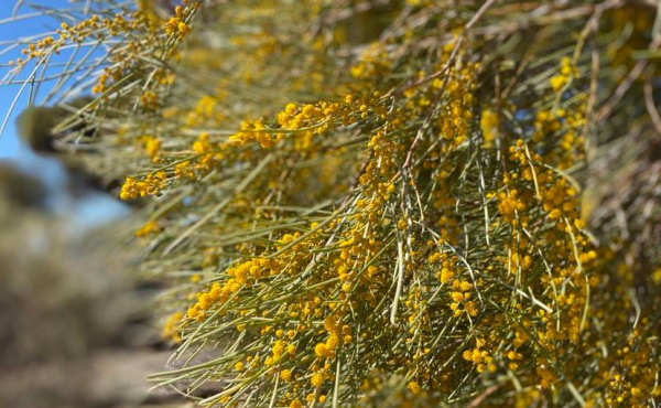 Port Augusta Wildflowers come to life in SA's North