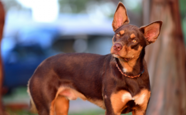Pet-friendly holiday parks in the Northern Territory
